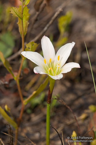 Zephyranthes simpsonii Chapm.