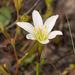 Zephyranthes simpsonii - Photo (c) Judd Patterson, όλα τα δικαιώματα διατηρούνται, uploaded by Judd Patterson