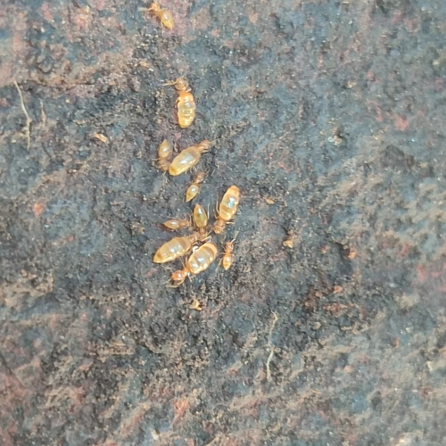 Brachymyrmex giardiBrachymyrmex giardi