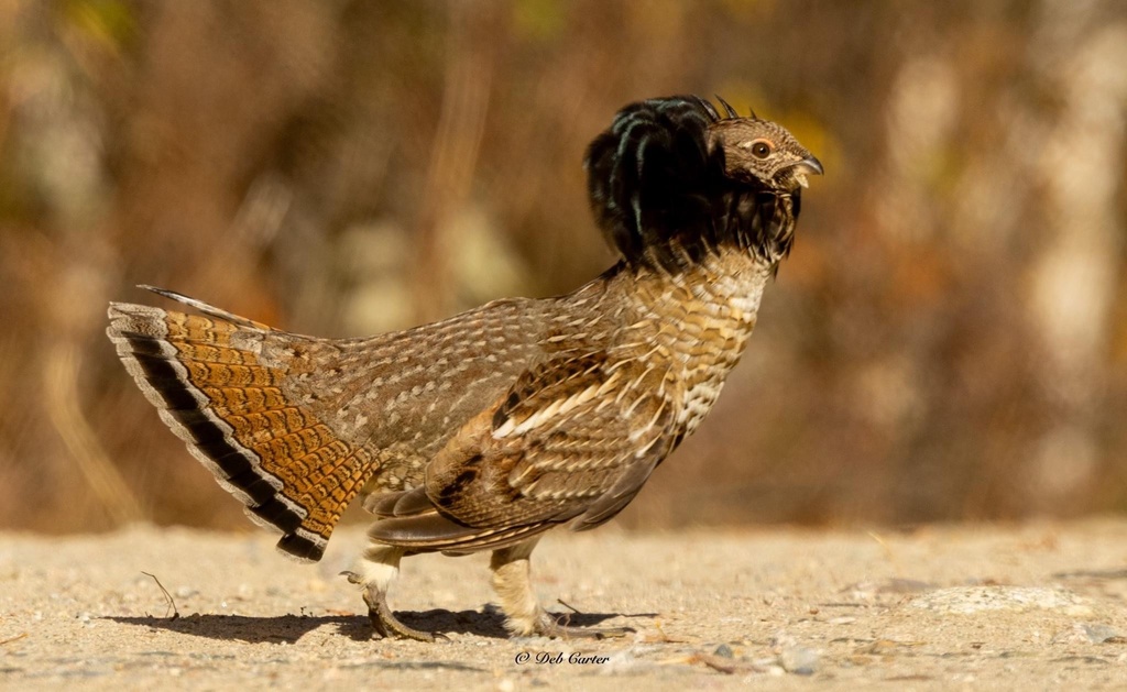 Ruffed Grouse from Sioux Lookout, ON, CA on October 20, 2024 at 10:45 ...