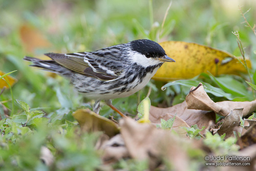 Blackpoll Warbler
