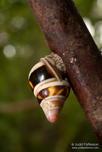 Florida Tree Snail