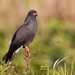 Snail Kite - Photo (c) Judd Patterson, all rights reserved, uploaded by Judd Patterson