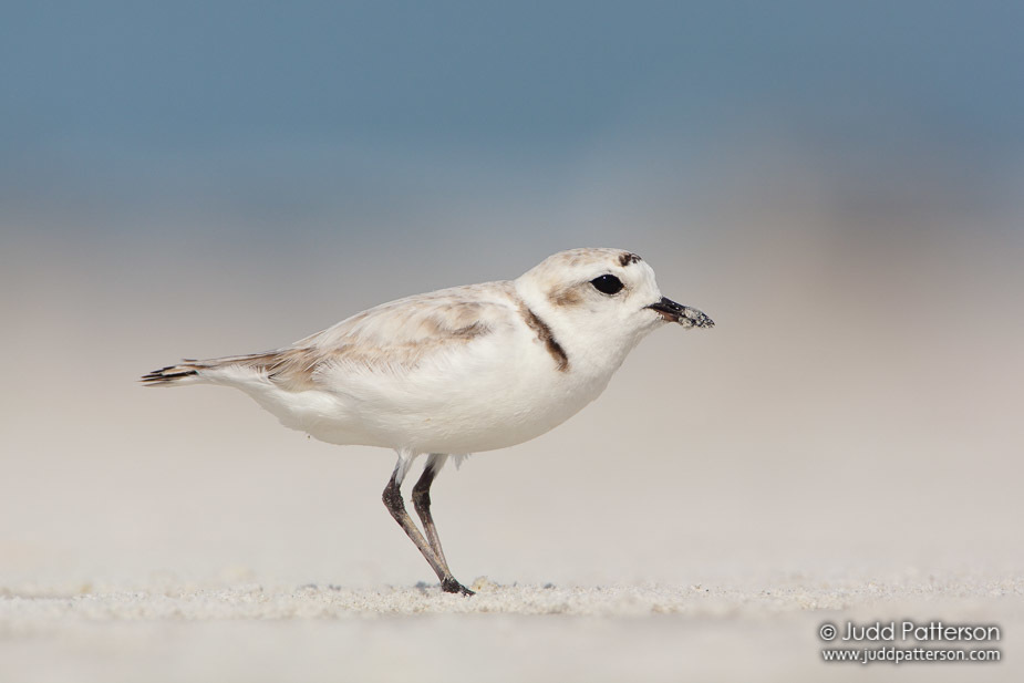 Snowy Plover (Anarhynchus nivosus) photo
