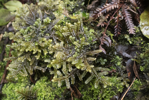 Porella acutifolia