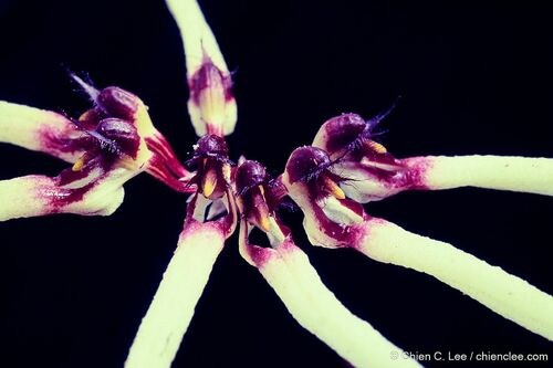 Bulbophyllum brienianum