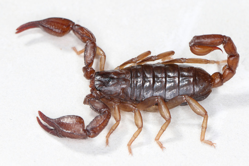 Alpiscorpius mingrelicus (Kessler, 1874)