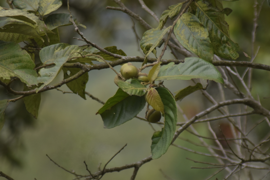 Lithocarpus sundaicus (Lithocarpus sundaicus)