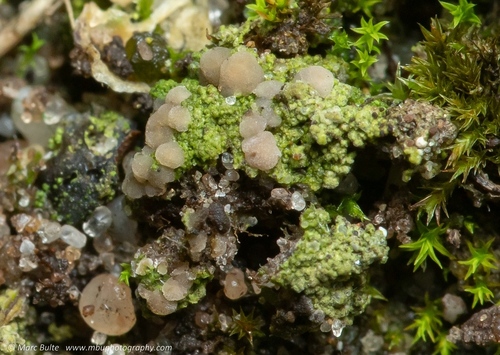 Vezdaea aestivalis