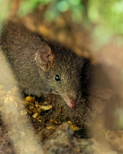 Black-tailed Antechinus (Antechinus arktos) — Endangered Mammalia