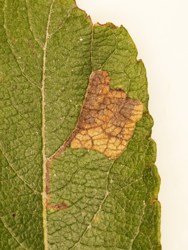 Stigmella fuscotibiella