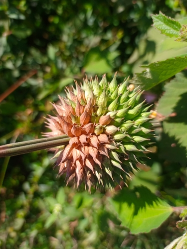 lion's ear