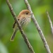 Bran-colored Flycatcher - Photo (c) Jan Axel Cubilla Rodríguez, all rights reserved