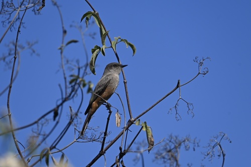 iNaturalist observation photo of Say's Phoebe