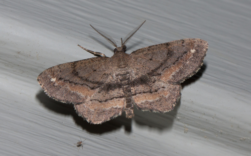 Hypagyrtis brendae (Heitzman, 1975)