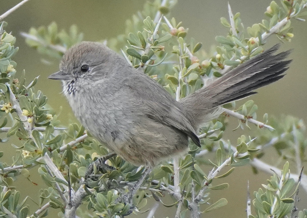 Patagonian Canastero (Pseudasthenes patagonica) photo