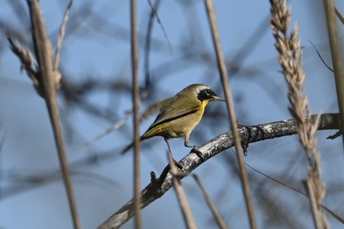 iNaturalist observation photo of Common Yellowthroat