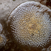 Membranipora villosa - Photo (c) Wendy Feltham, όλα τα δικαιώματα διατηρούνται, uploaded by Wendy Feltham