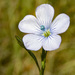 Pale Flax - Photo (c) marinmaverick, all rights reserved, uploaded by marinmaverick