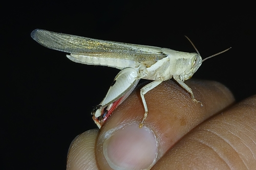Diabolocatantops axillaris
