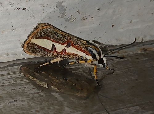 Aegocera rectilinea
