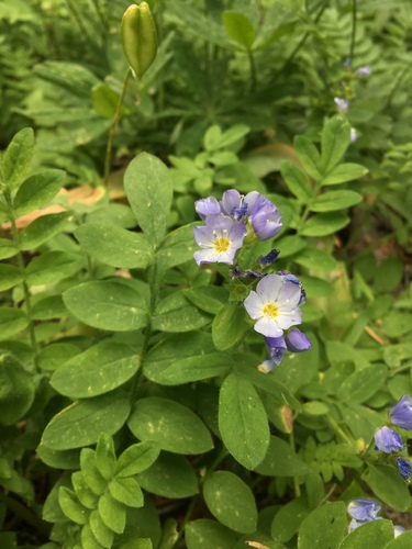 Polemonium californicum