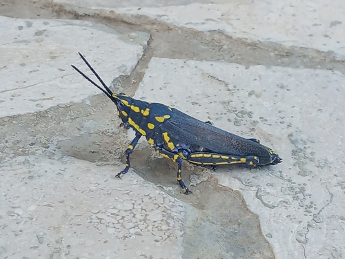 Poekilocerus bufonius