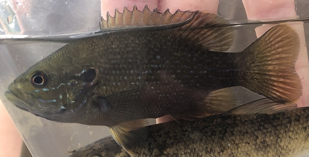 Green Sunfish from Savage, MN, USA on October 19, 2024 at 10:45 AM by ...
