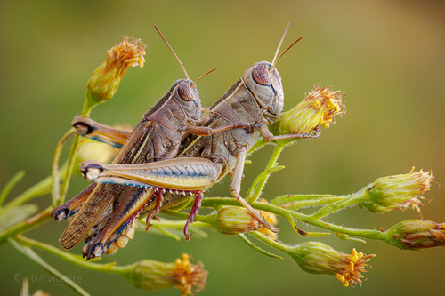 Lamenting Grasshopper