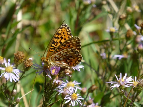 iNaturalist observation photo of Speyeria