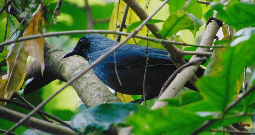 Blue Rocking Bird Blue Mockingbird from Colonia, Uruapan, Mich., México on October 21 ...