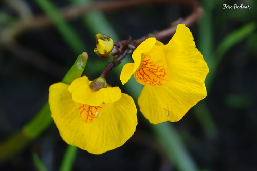 Utricularia × neglecta