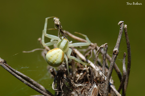 Misumena vatia