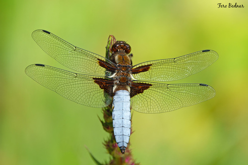 Libellula depressa