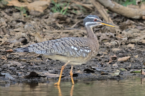 Sunbittern