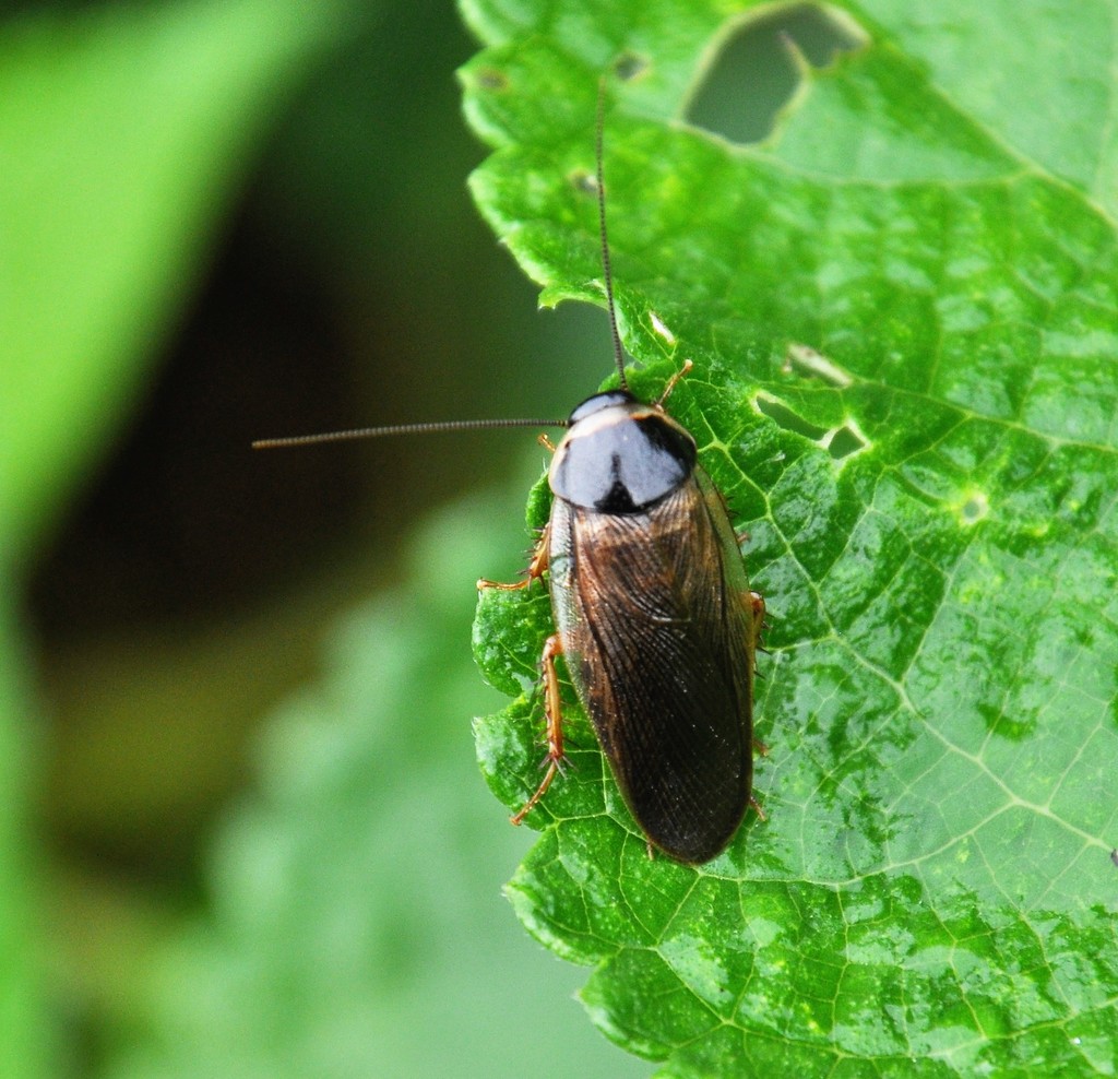 Indian Cockroach From Onna, Kunigami District, Okinawa 904-0411, Japan 