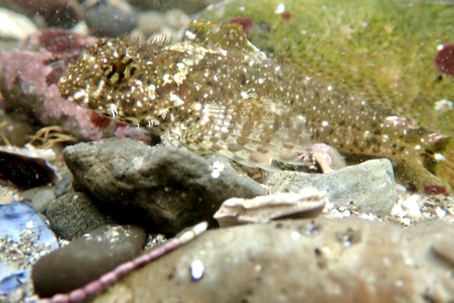 Woolly Sculpin