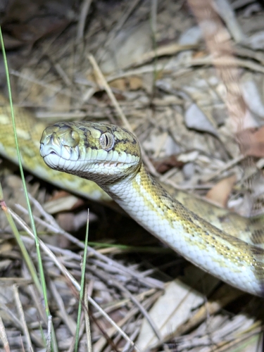Coastal Carpet Python sighting