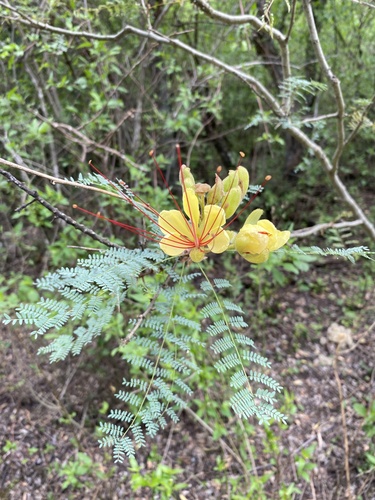 yellow bird-of-paradise shrub