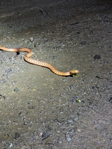 Brown Tree Snake sighting