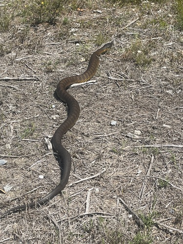 Tiger Snake sighting