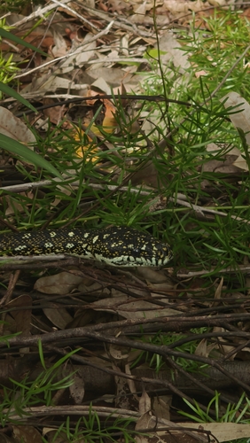 Diamond Python sighting