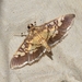 Uresiphita quinquigera - Photo 由 Roger C. Kendrick 所上傳的 (c) Roger C. Kendrick，保留所有權利