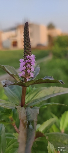 Pogostemon crassicaulis