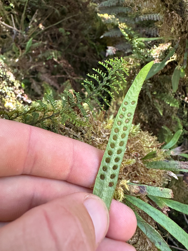 Forbes' dwarf polypody (Oreogrammitis forbesiana)