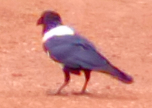 Pied Crow
