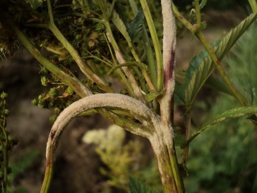 Podosphaera filipendulae (Z.Y.Zhao) T.Z.Liu & U.Braun