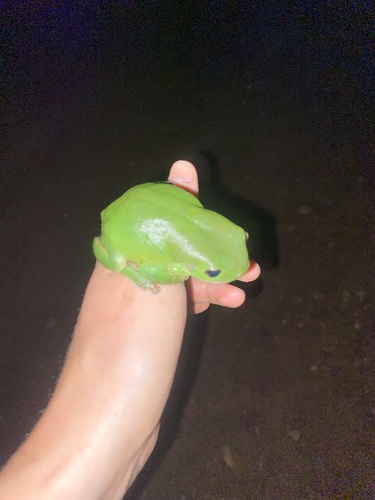 Green Tree Frog