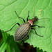 Carabus schrencki - Photo (c) snv2, all rights reserved, uploaded by snv2