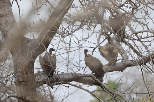 White-backed Vulture